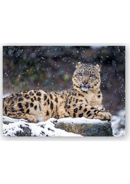 Ahşap Tablo Dişi Kar Leoparı