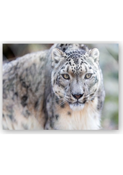 Ahşap Tablo Kar Leoparı İzliyor