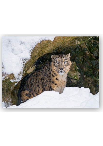 Ahşap Tablo Kar Leoparı Mağaranın Ağzında