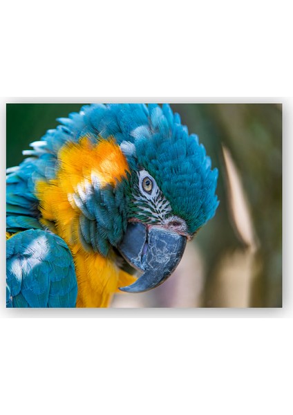 Ahşap Tablo Mavi ve Sarı Macaw Papağanı Yakın Plan