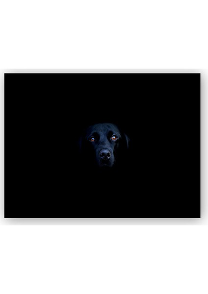 Ahşap Tablo Siyah Labrador Retriever Siyah Arkaplan