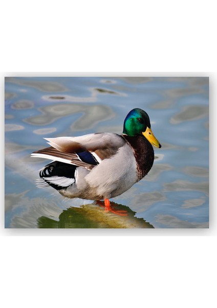 Ahşap Tablo Gölde Yeşil Başlı Ördek