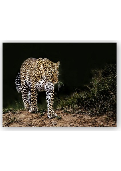 Ahşap Tablo Karanlıktaki Java Leoparı