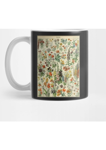 Mushrooms Scientific Illustration Drawing Magic Psychedelic Kupa Bardak