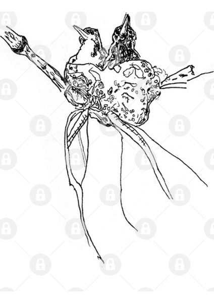 Baby Birds In Their Nest - Pen And Ink Drawing Kupa Bardak