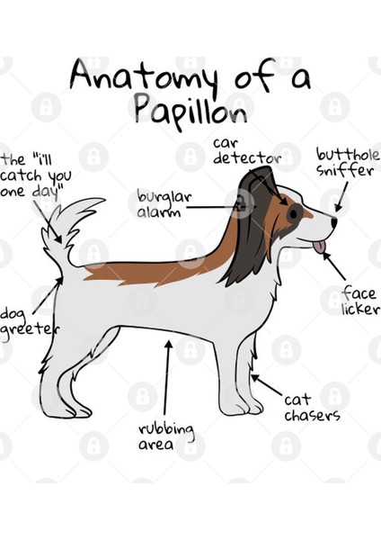 Papillon Anatomy (Light) Kupa Bardak