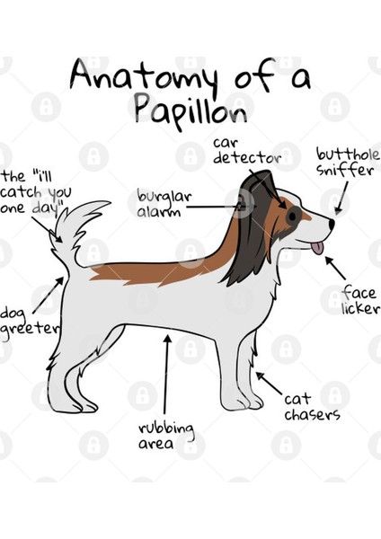 Papillon Anatomy Kupa Bardak