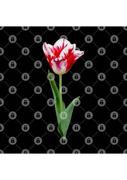 Red, White Tulip Lover Flower Blossom Holland Spring, Summer Kupa Bardak