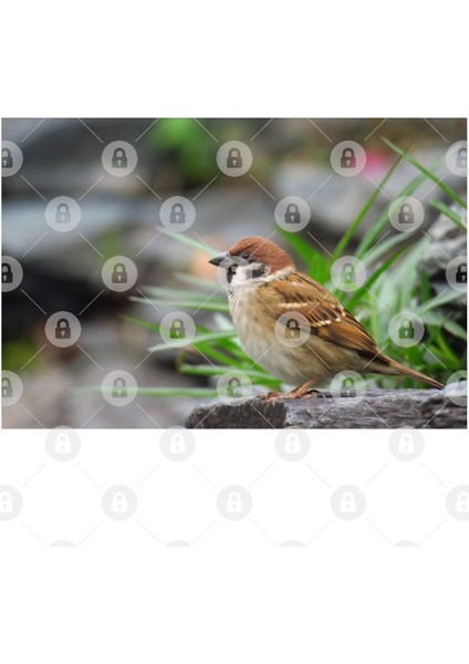 Tree Sparrow Kupa Bardak