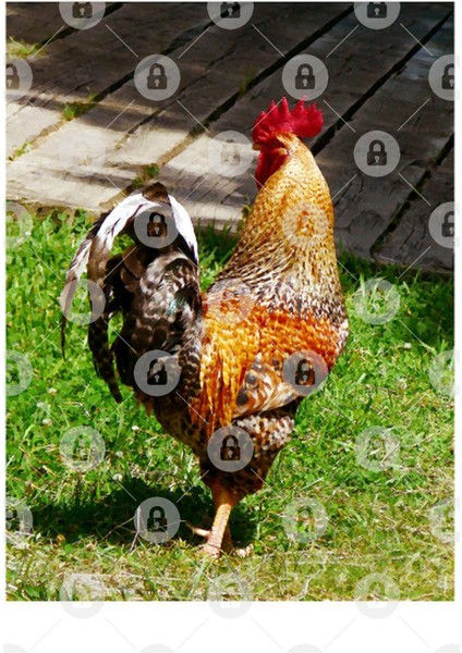 Chickens - Strutting Rooster Kupa Bardak