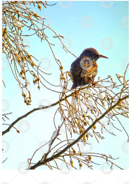 Birds - Sparrow On A Winter Branch Kupa Bardak