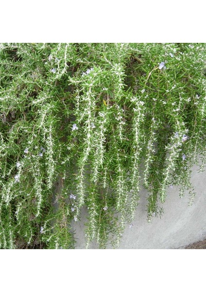 Doğal Sarkan Yayılıcı Riveria Biberiye Fidesi