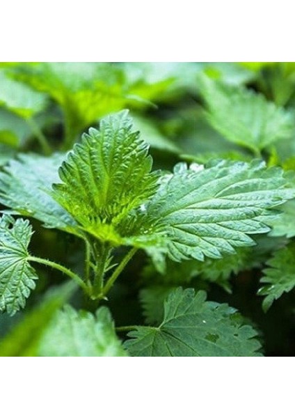 Doğal Isırgan Otu Tohumu 150Tohum