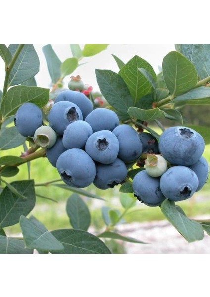 Doğal Yaban Mersini Tohumu 10 Tohum