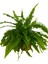 Aşk Merdiveni Nephrolepis 20-30 cm 1