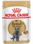 10 Adet British Shorthair Yetişkin Kedi Yaş Maması 85 gr 1