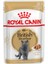 6 Adet British Shorthair Yetişkin Kedi Yaş Maması 85 gr 1