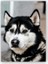 Ahşap Tablo Siyah Beyaz Husky Köpeği 1