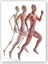 Ahşap Tablo Çalışan erkek anatomisi 1