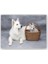 Ahşap Tablo İsviçre Çoban Köpeği Yavrusu 1