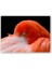 Ahşap Tablo Amerikan Flamingosu Siyah Arkaplan 1