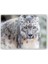 Ahşap Tablo Kar Leoparı İzliyor 1