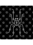 Trendy One Line Geometric Design Of Spider Kupa Bardak 3