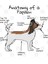 Papillon Anatomy (Light) Kupa Bardak 3