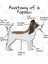 Papillon Anatomy Kupa Bardak 3
