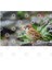 Tree Sparrow Kupa Bardak 3