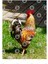 Chickens - Strutting Rooster Kupa Bardak 3