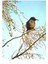 Birds - Sparrow On A Winter Branch Kupa Bardak 3