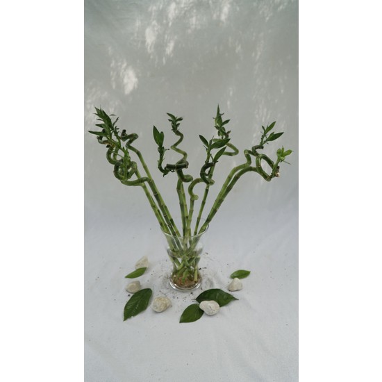 Bitkifidanım Şans Bambusu 60-70cm 3'lü