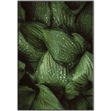 Tablo Dekor Islak Yeşil Yapraklar Kanvas Tablo