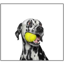 Tablo Dekor Tenis Topuyla Oynayan Dalmaçyalı Köpek Kanvas Tablo