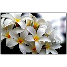 Tablo Dekor Beyaz Amerikan Fulu Çiçeği Kanvas Tablo