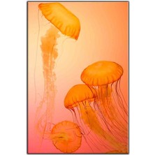 Tablo Dekor Turuncu Denizanası Kanvas Tablo