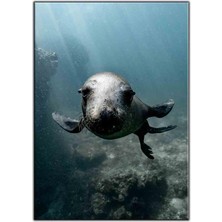 Tablo Dekor Poz Veren Fok Balığı Kanvas Tablo