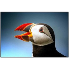 Tablo Dekor Puffin Kuşu Kanvas Tablo