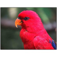 Tablo Dekor Kırmızı Tüylü Kuş Kanvas Tablo