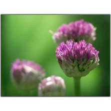 Tablo Dekor Mor Tohumlu Çiçek Kanvas Tablo