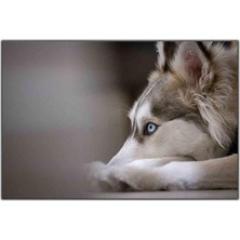 Tablo Dekor Mavi Gözlü Sibirya Kurdu Kanvas Tablo