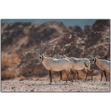 Tablo Dekor Arabistan Antilopu Kanvas Tablo