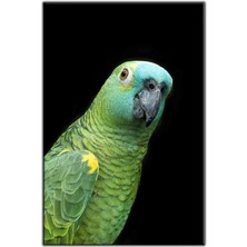 Tablo Dekor Yeşil Tüylü Papağan Kanvas Tablo