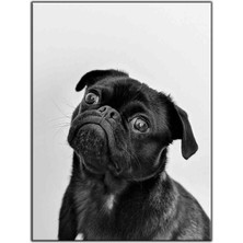 Tablo Dekor Siyah Pug Kanvas Tablo