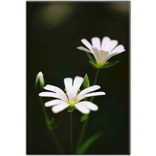 Tablo Dekor Beyaz Papatyalar Kanvas Tablo