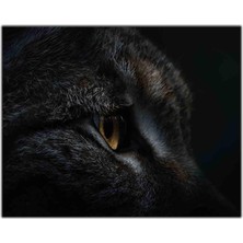 Tablo Dekor Sarı Gözlü Bombay Kedi Kanvas Tablo