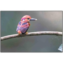 Tablo Dekor Pembe Tüylü Tropikal Kuş Kanvas Tablo