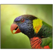 Tablo Dekor Kırmızı Gözlü Papağan Kanvas Tablo