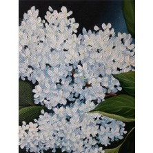 Tablo Dekor Beyaz Çiçekler Yoğun Yağlı Boya Dokulu Tablo